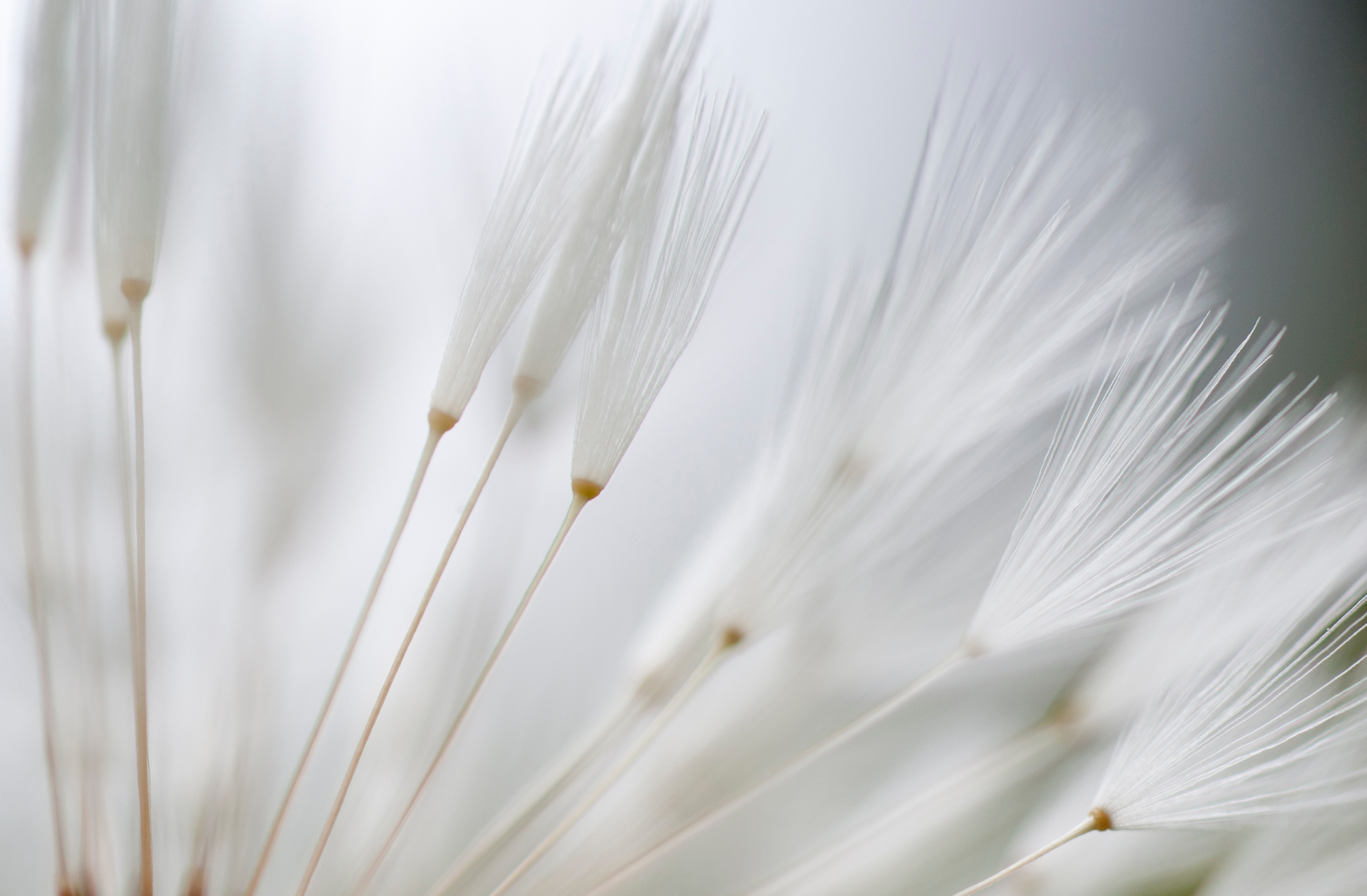 Weisse Samenschirmchen in weichem Licht