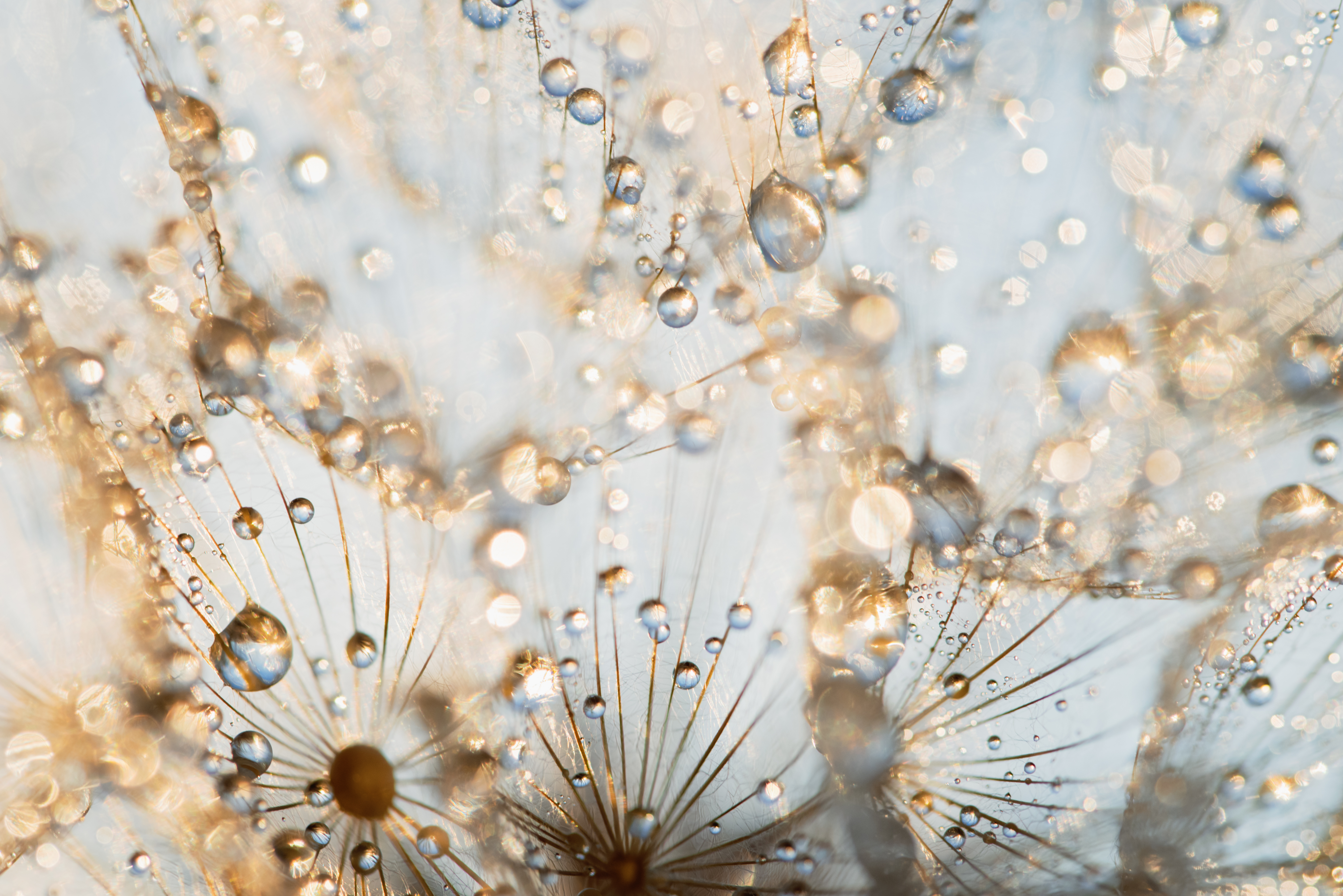 Goldene Tropfen an einer Pusteblume